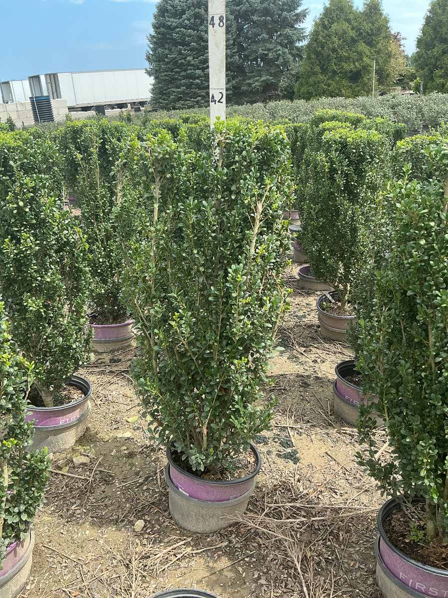 Ilex crenata 'Chubby Hubby'