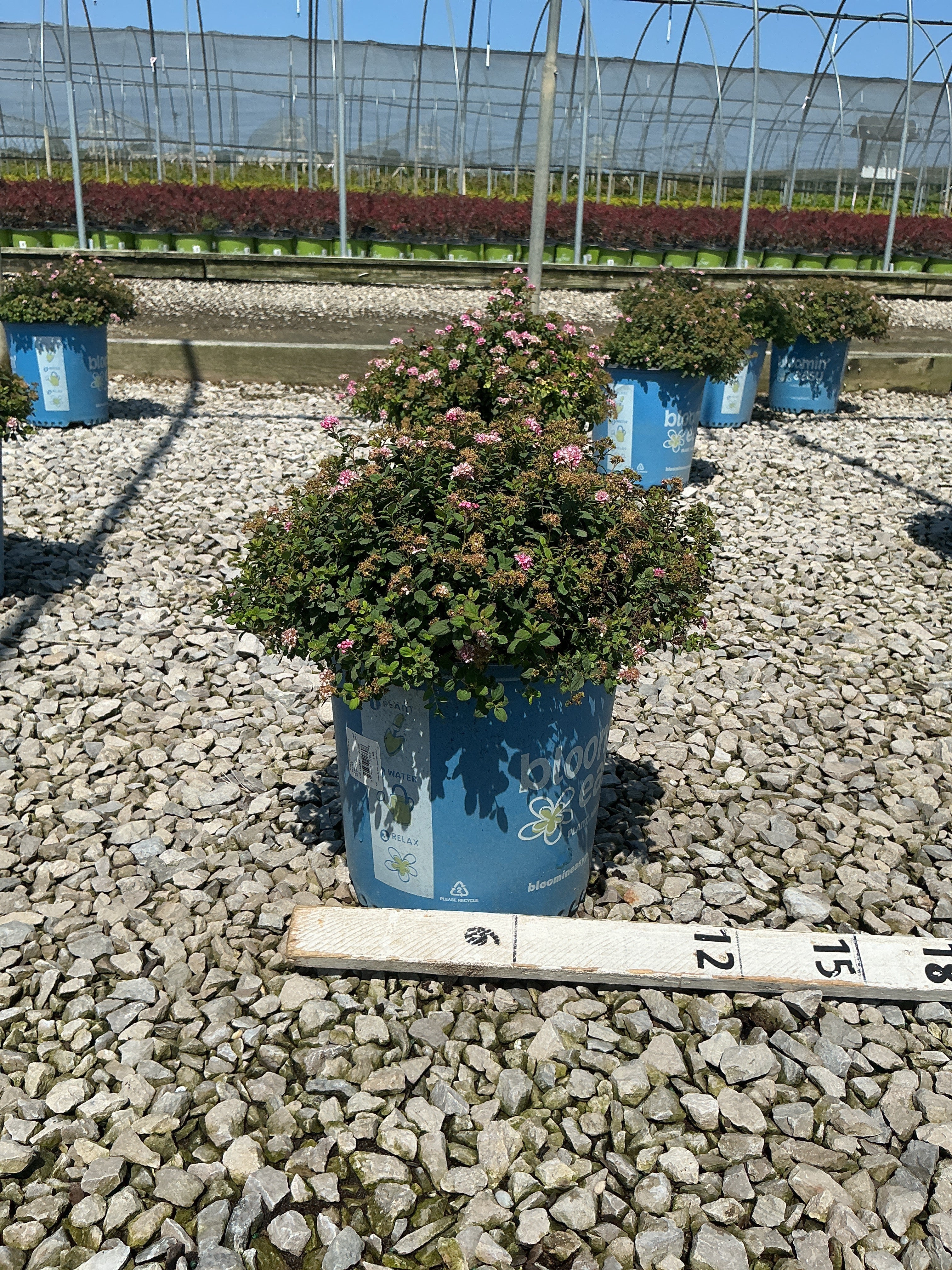 Spiraea poprocks 'Petite'