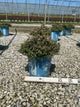 Spiraea poprocks 'Petite'