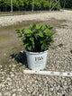 Hydrangea 'P Tiny Quick Fire'