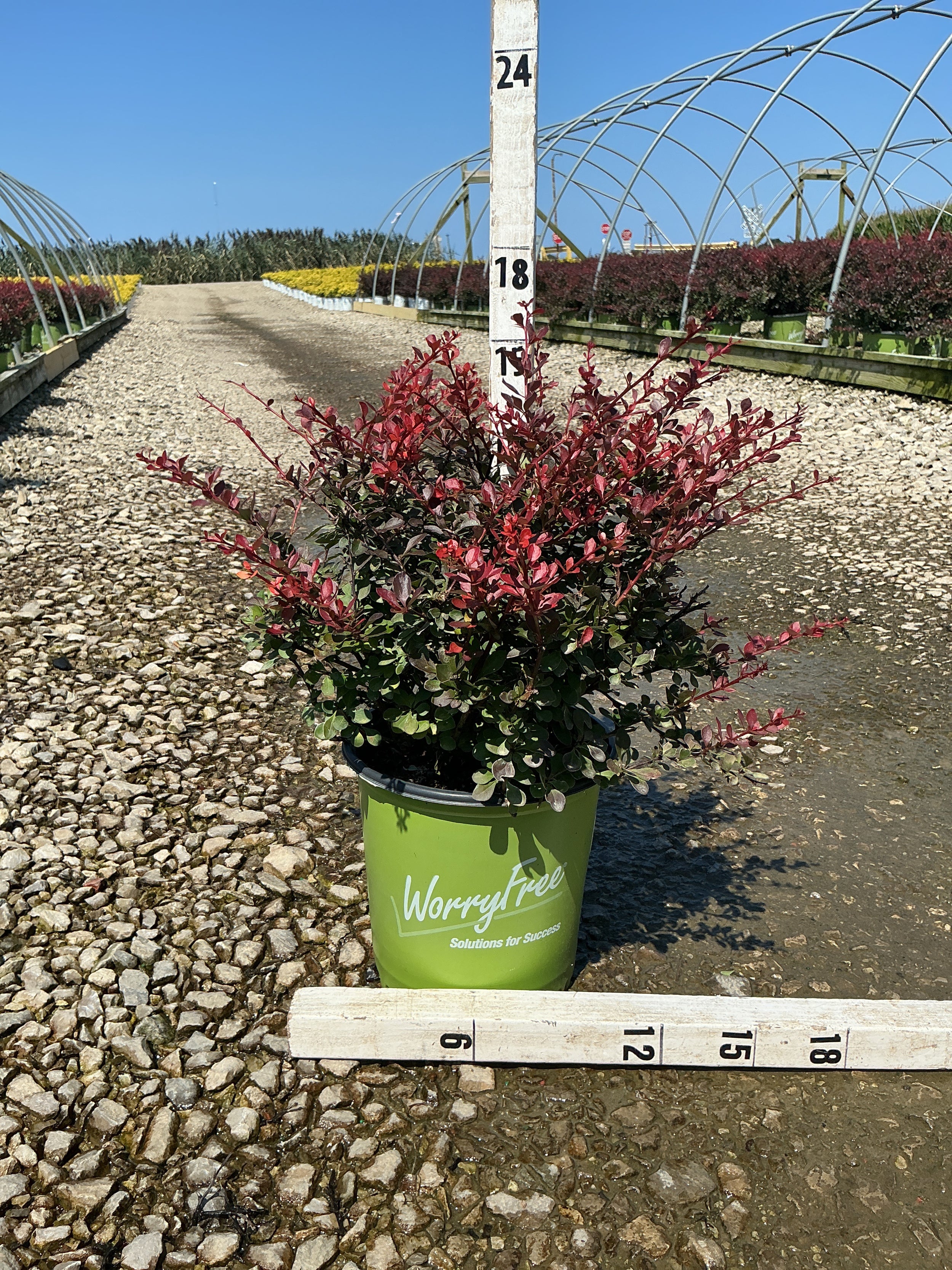 Berberis thunbergii 'Crimson Cutie'