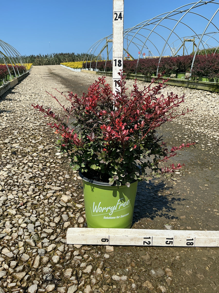 Berberis thunbergii 'Crimson Cutie'