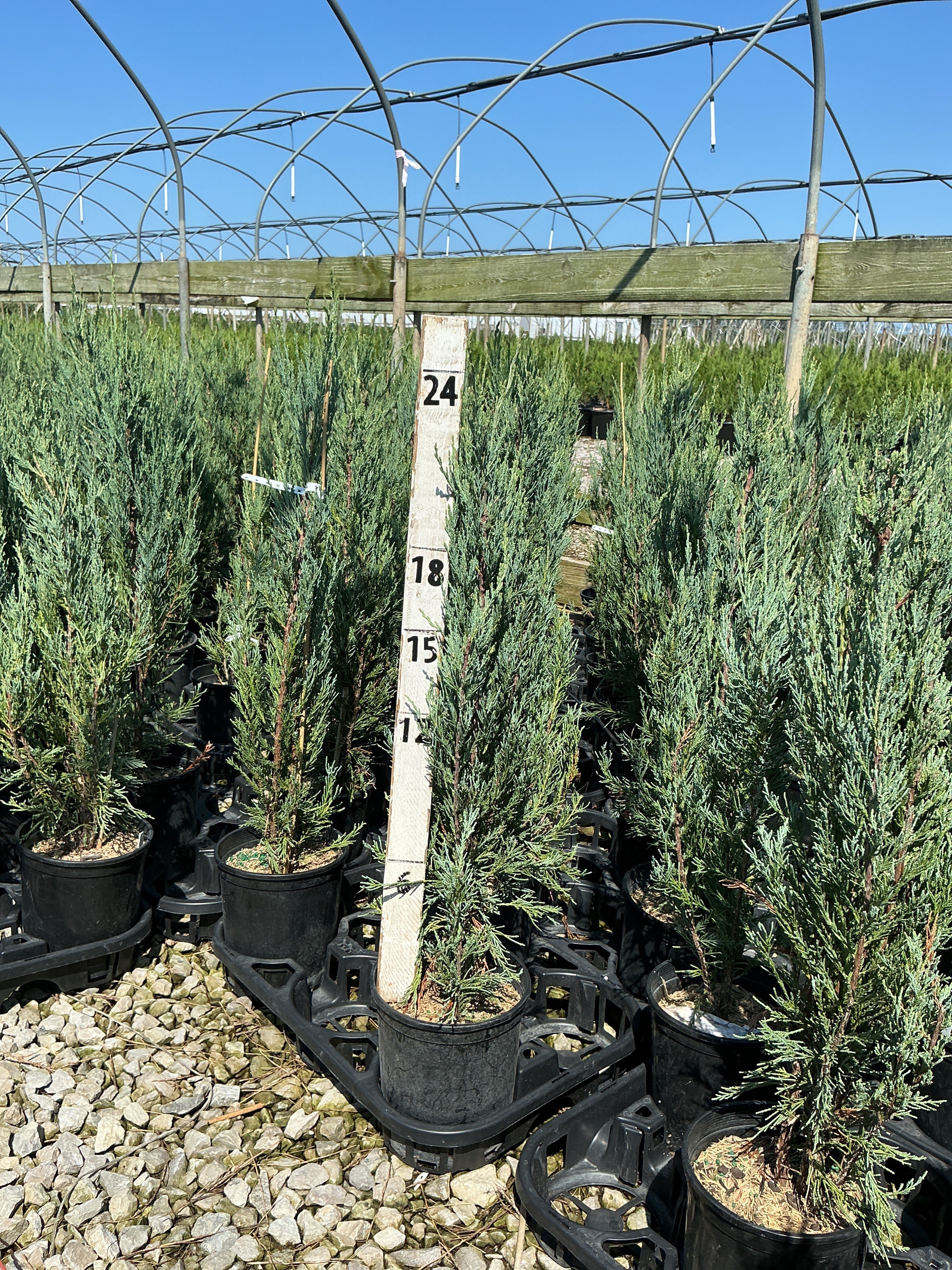 Juniperus scopulorum 'Skyrocket'