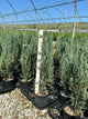 Juniperus scopulorum 'Skyrocket'
