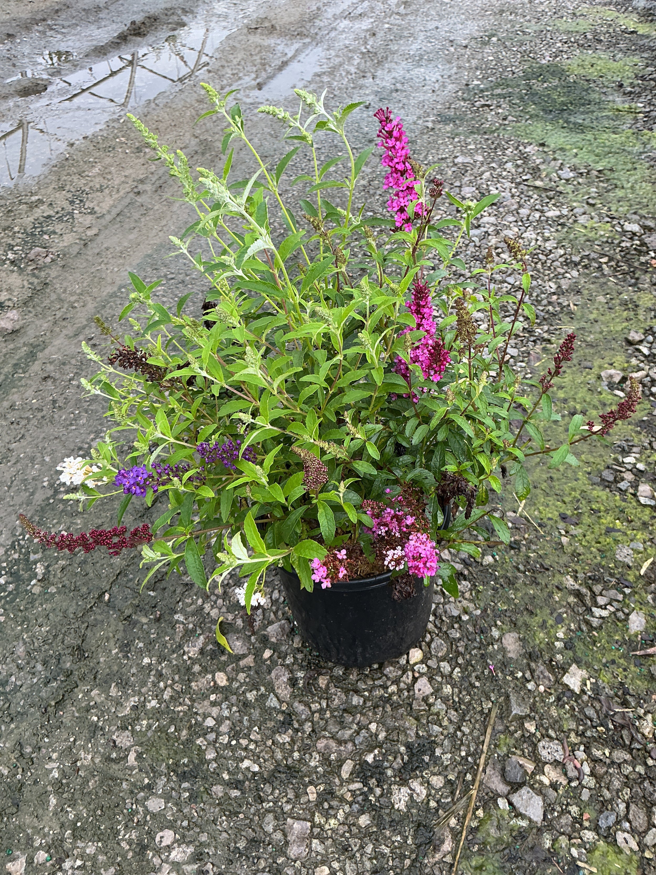 Buddleia davidii BUZZ series ‘Sky Blue’, ‘Hot Raspberry’, “ivory’
