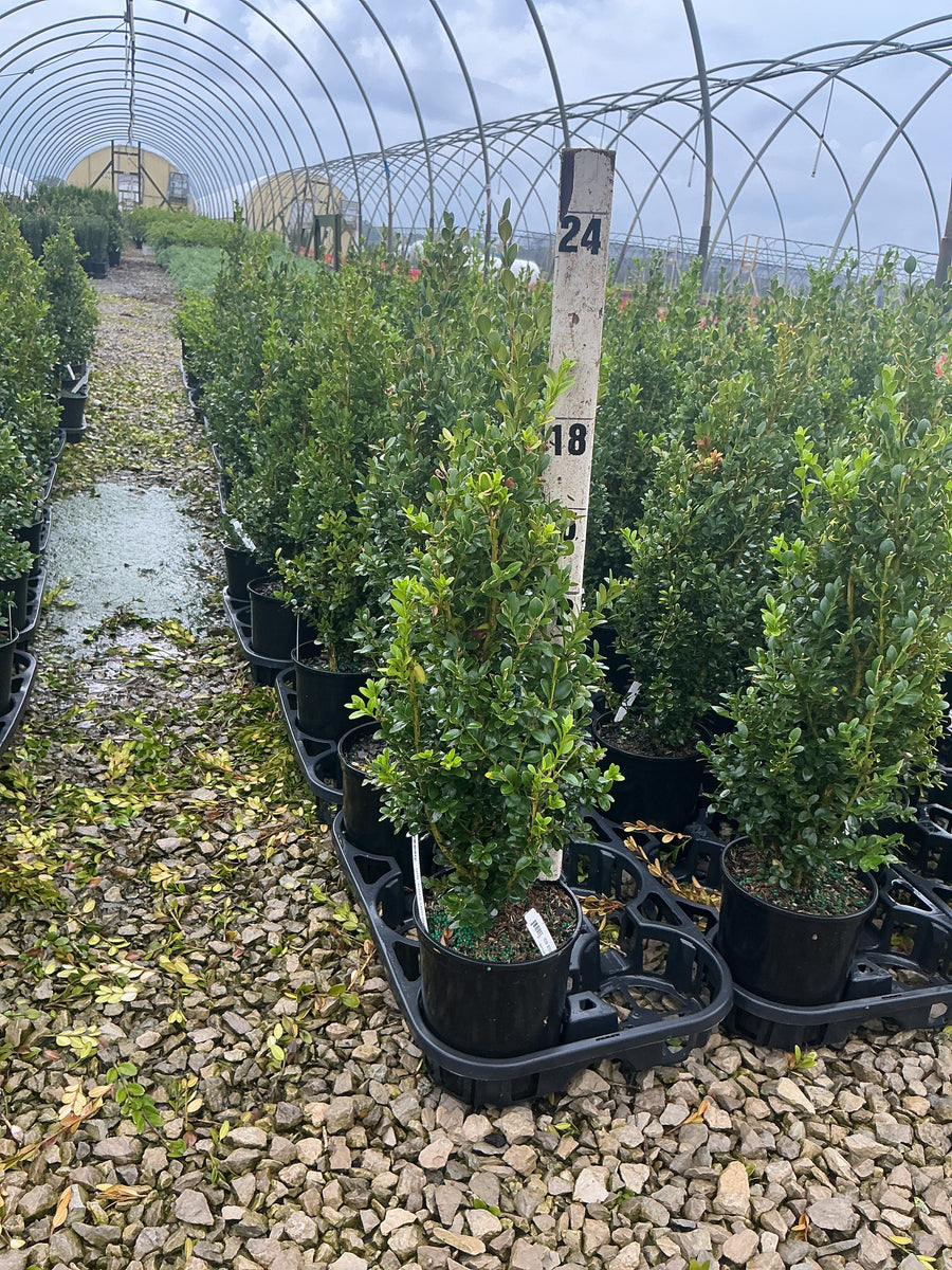 Buxus microphylla 'Green Mountain'