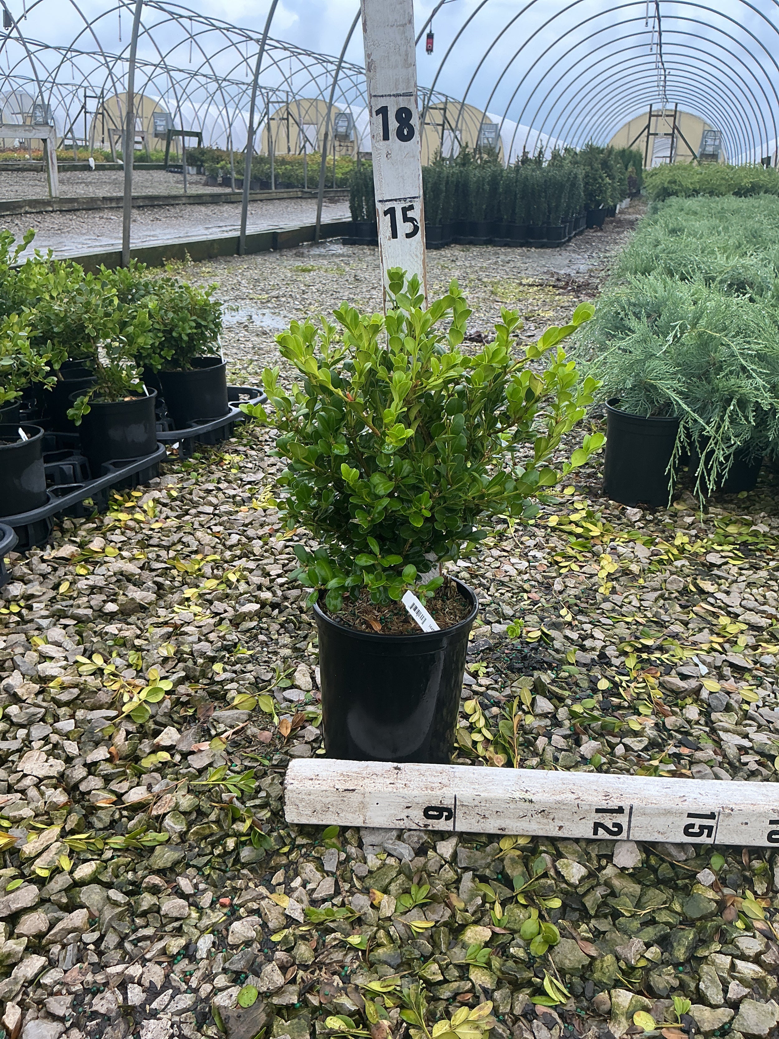 Buxus microphylla 'Winter Gem'