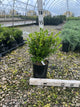 Buxus microphylla 'Winter Gem'