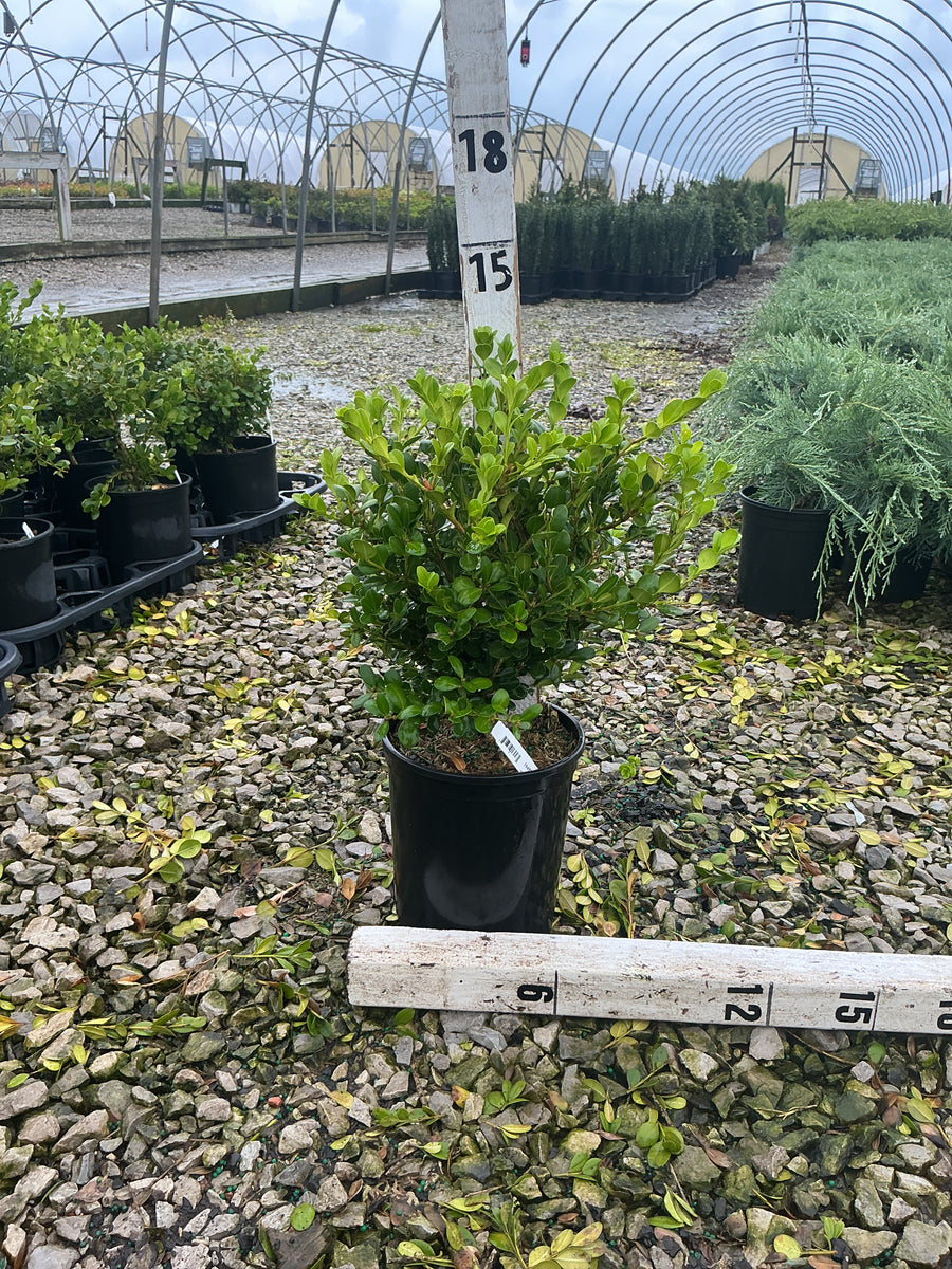 Buxus microphylla 'Winter Gem'