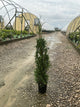 Thuja occidentalis 'Thin Man'