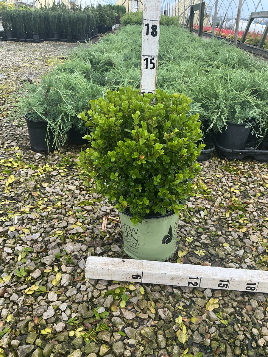Buxus newgen 'Freedom'