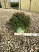 Spiraea empire 'Ice Dragon'