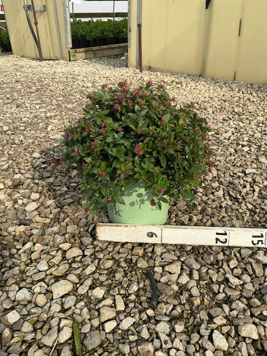 Spiraea empire 'Ice Dragon'