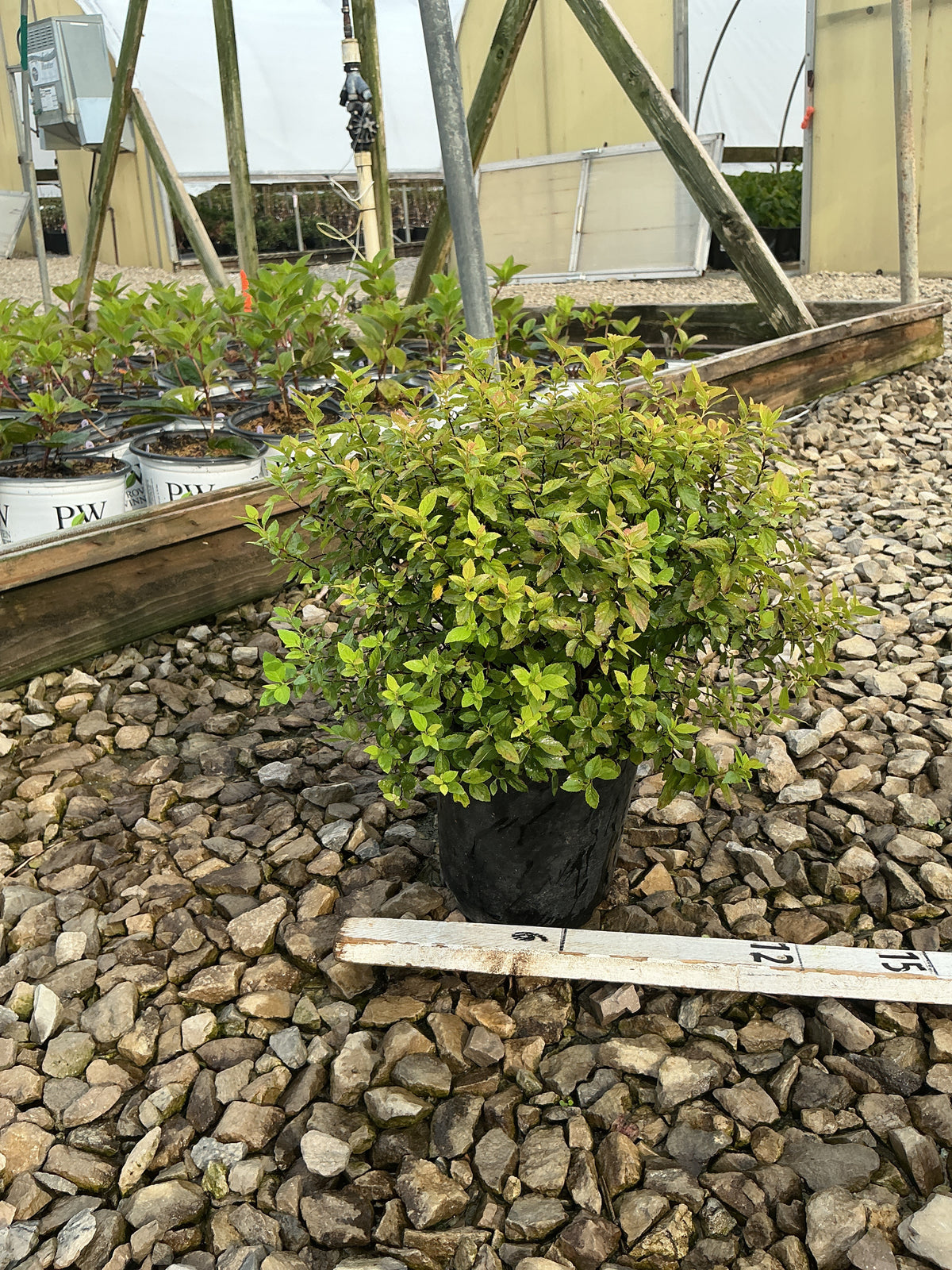 Spiraea japonica 'Goldmound'