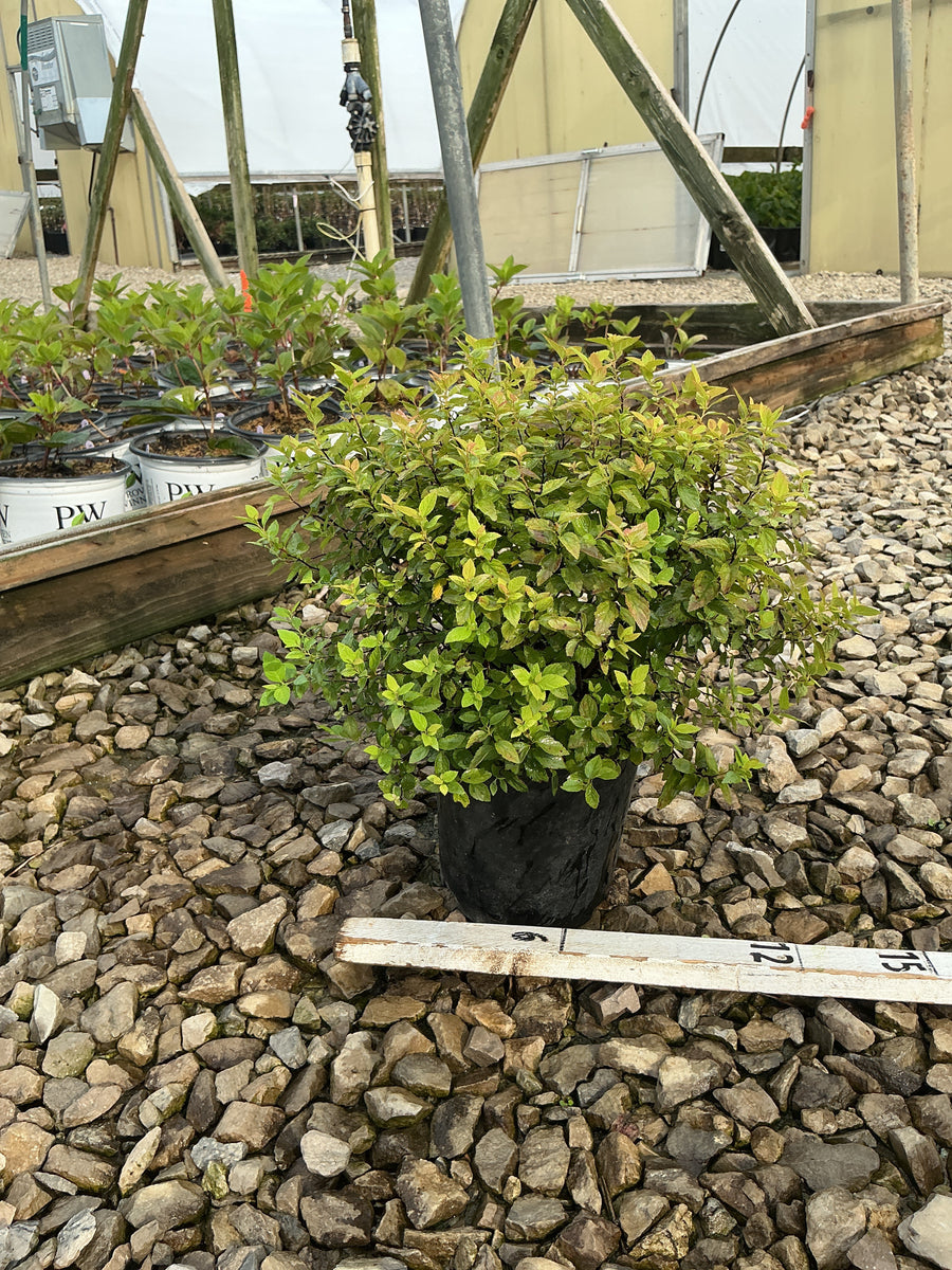 Spiraea japonica 'Goldmound'