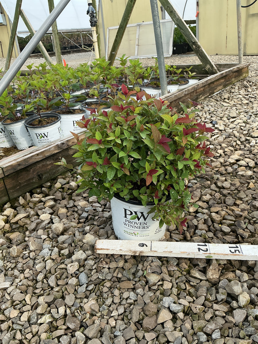 Spiraea JAP 'Dbl Play Doozie'