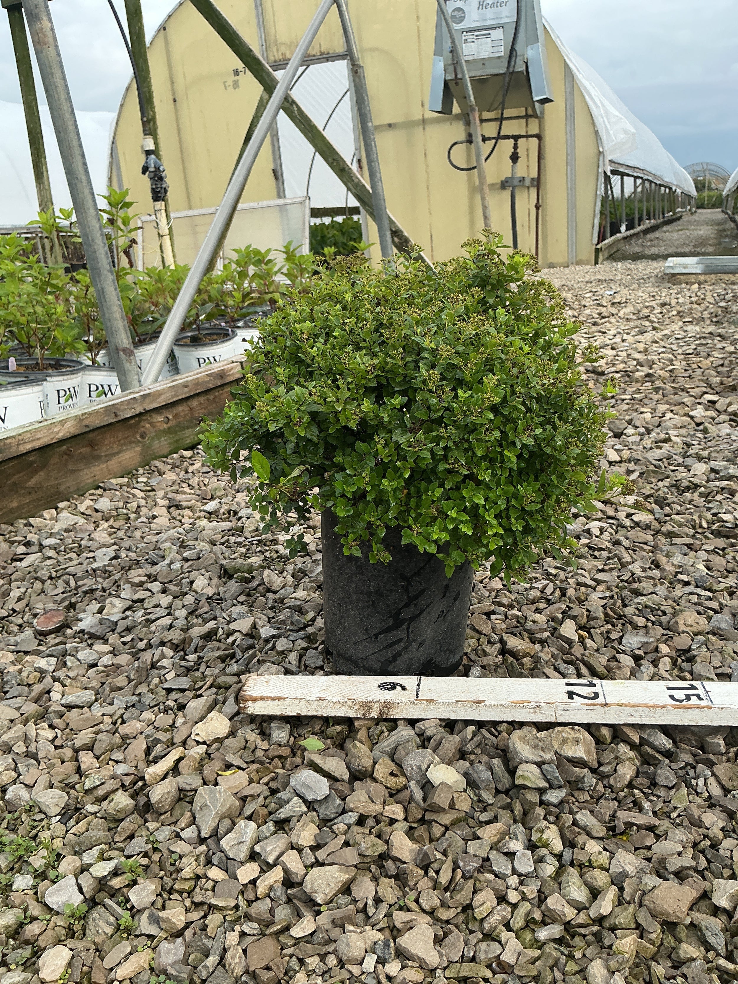 Spiraea japonica 'Little Princess'