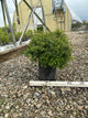 Spiraea japonica 'Little Princess'