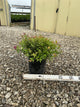 Spiraea japonica 'Magic Carpet'