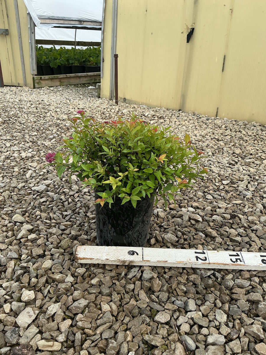 Spiraea japonica 'Magic Carpet'