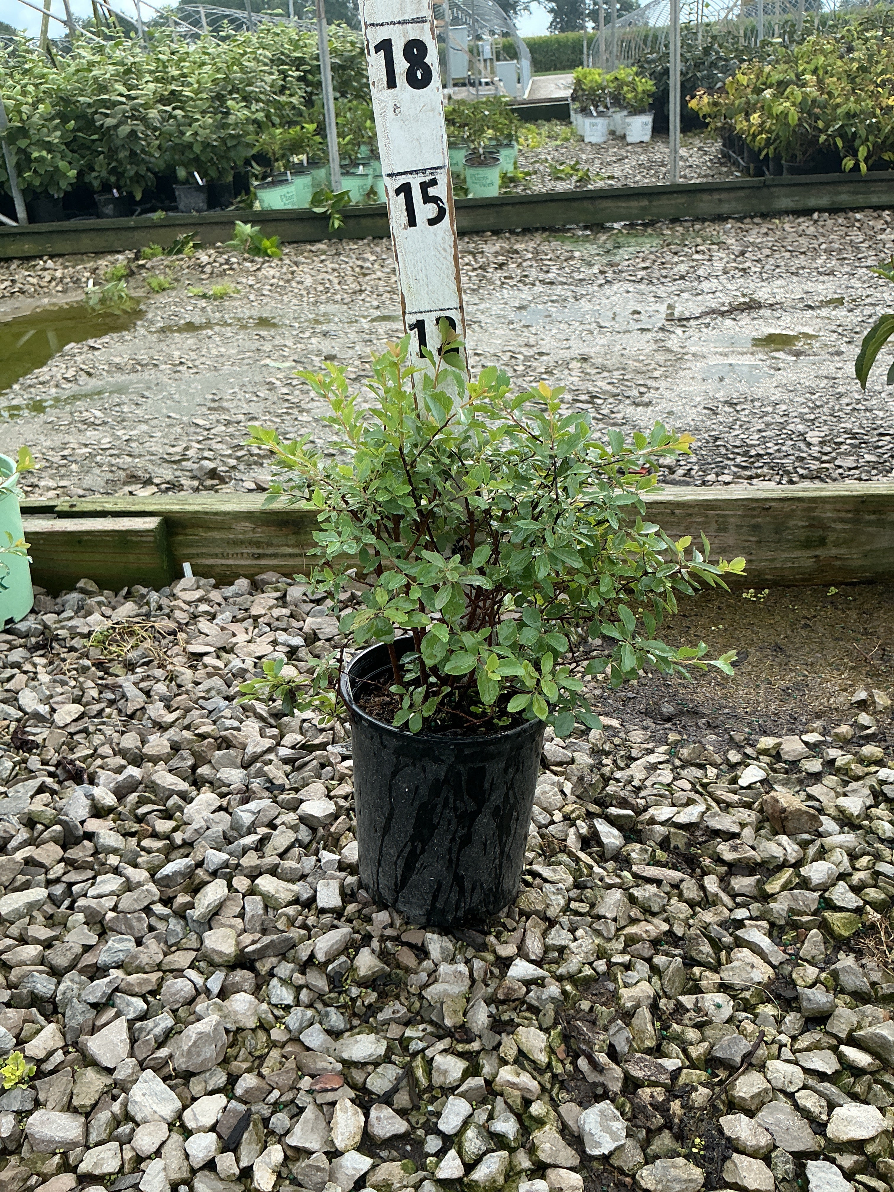 Spiraea x vanhouttei 'Renaissance'