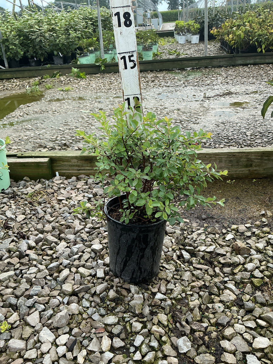 Spiraea x vanhouttei 'Renaissance'