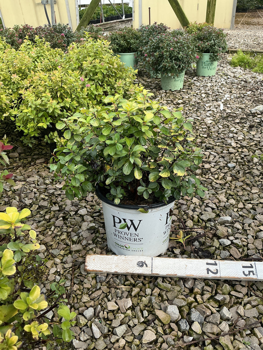 Spiraea BET 'Glow Girl'