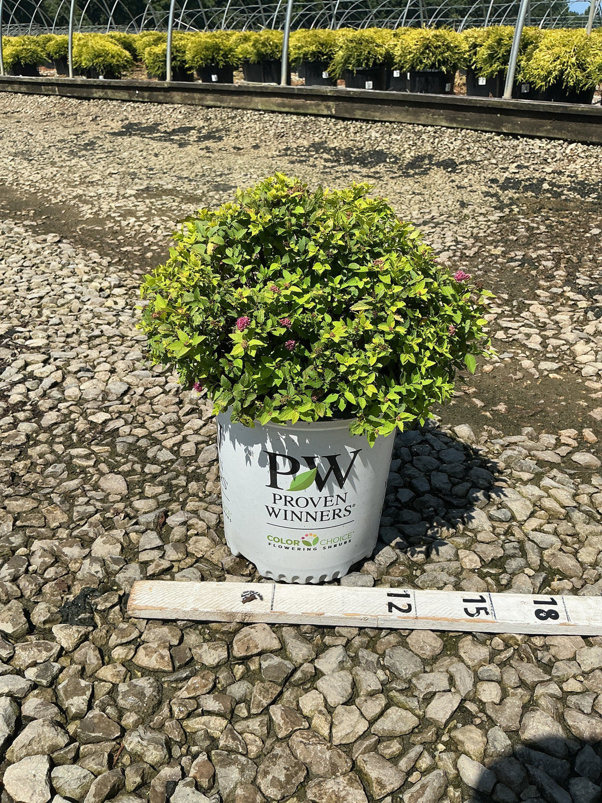 Spiraea japonica 'Yan'