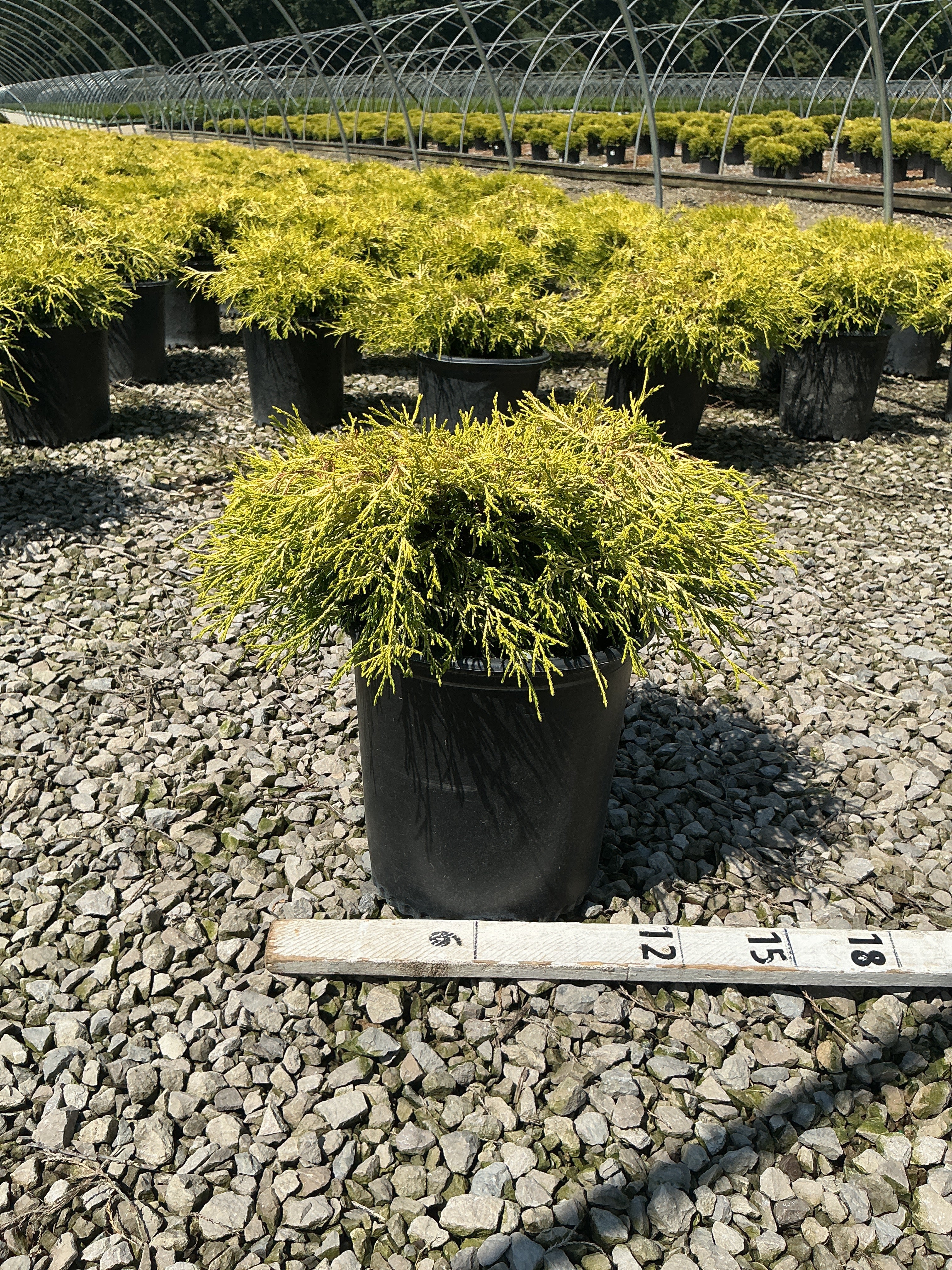 Chamaecyparis pisifera 'Mops'