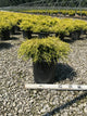 Chamaecyparis pisifera 'Mops'