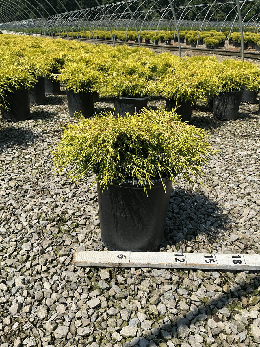 Chamaecyparis pisifera 'Mops'
