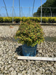 Spiraea JAP 'Rainbow Fizz'