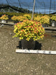 Spiraea JAP 'Dbl Play Candy Corn'