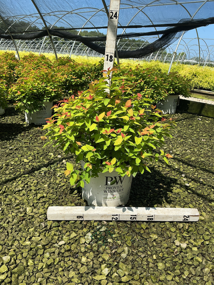 Spiraea JAP 'Dbl Play Candy Corn'