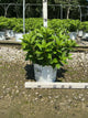 Hydrangea 'P Little Lime Punch'
