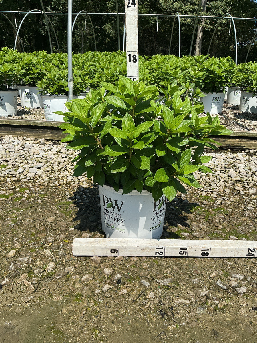 Hydrangea 'P Little Lime Punch'