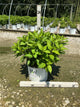 Hydrangea 'P Fire Light Tidbit'
