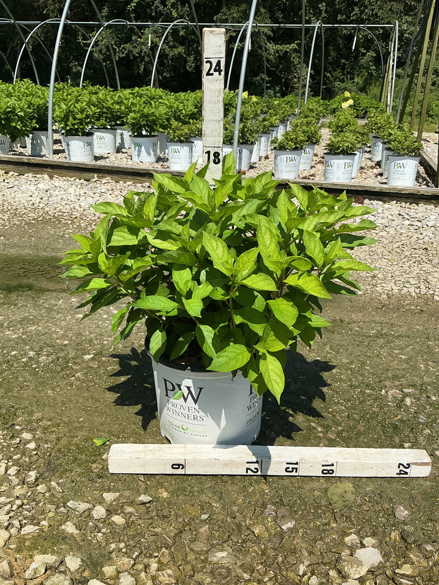 Hydrangea 'P Fire Light Tidbit'