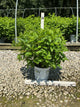 Hydrangea paniculata 'Jane'