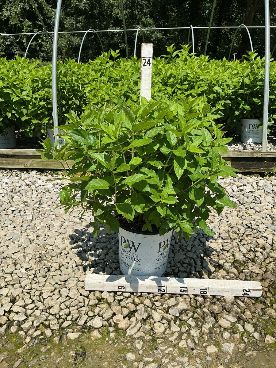 Hydrangea paniculata 'Jane'