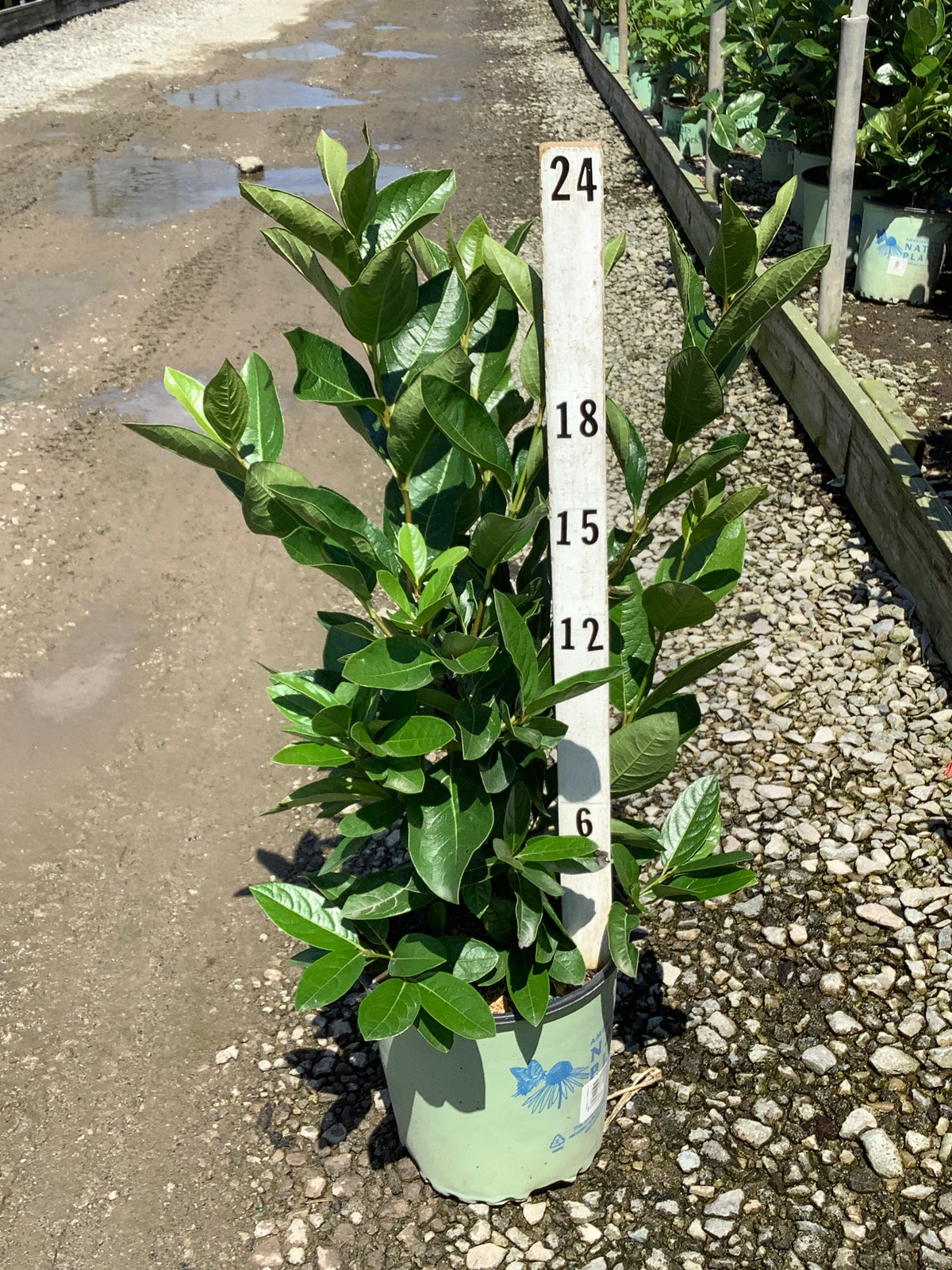 Viburnum nudum 'Winterthur'
