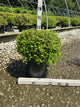 Spiraea japonica 'Little Princess'