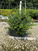 Spiraea nipponica 'Snowmound'