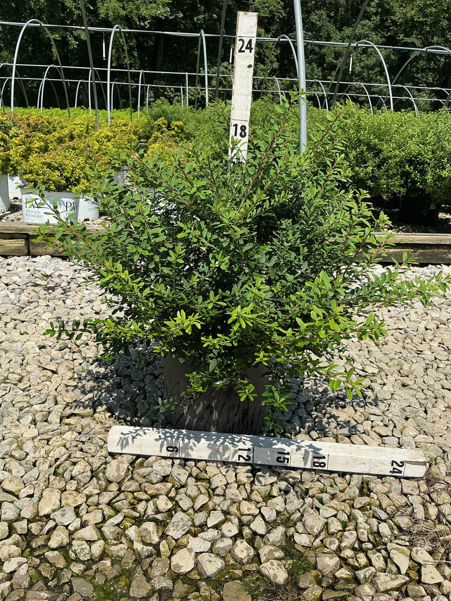 Spiraea nipponica 'Snowmound'