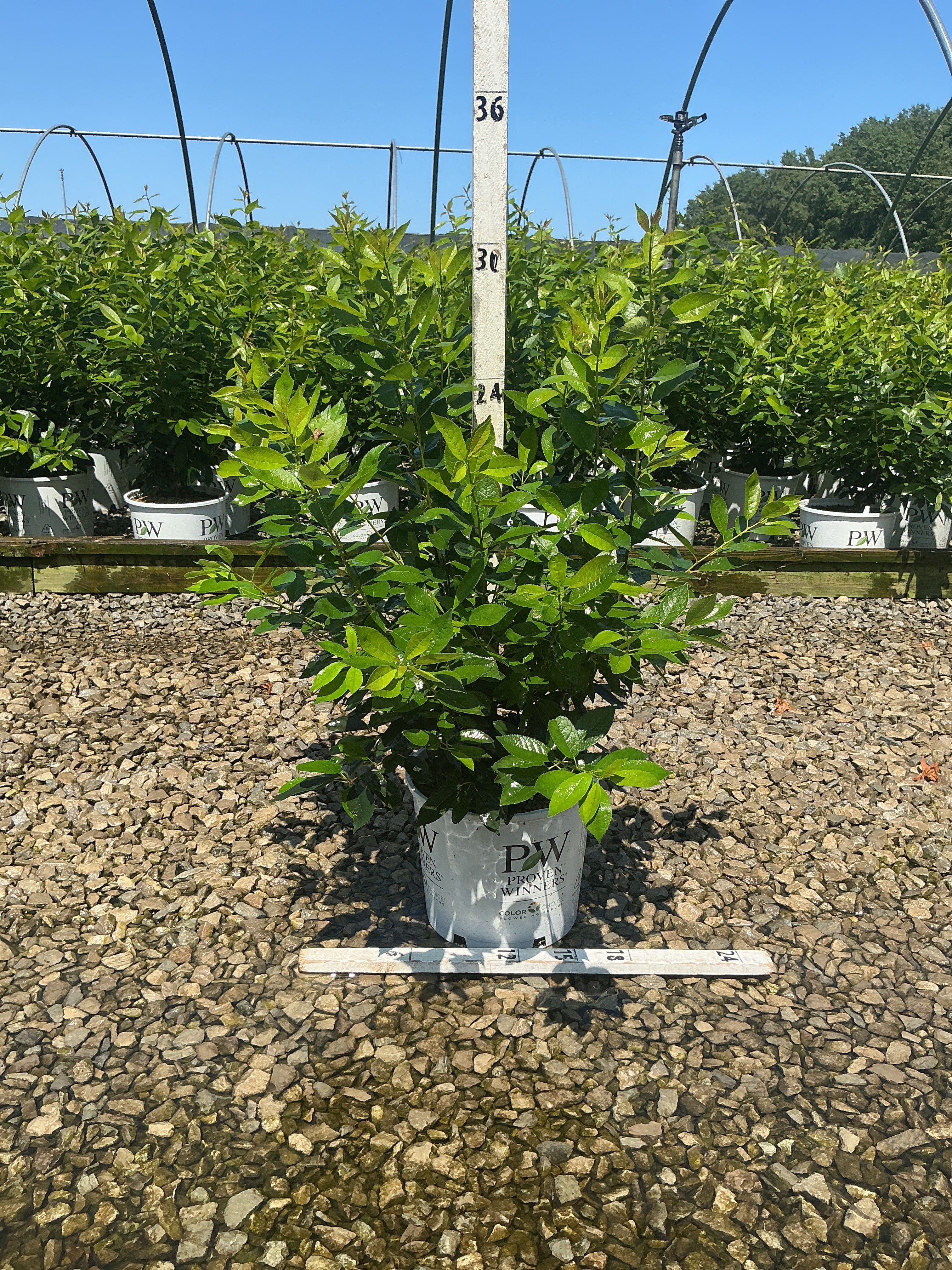 Ilex verticillata 'Berry Heavy'