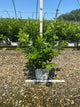 Ilex verticillata 'Berry Heavy'