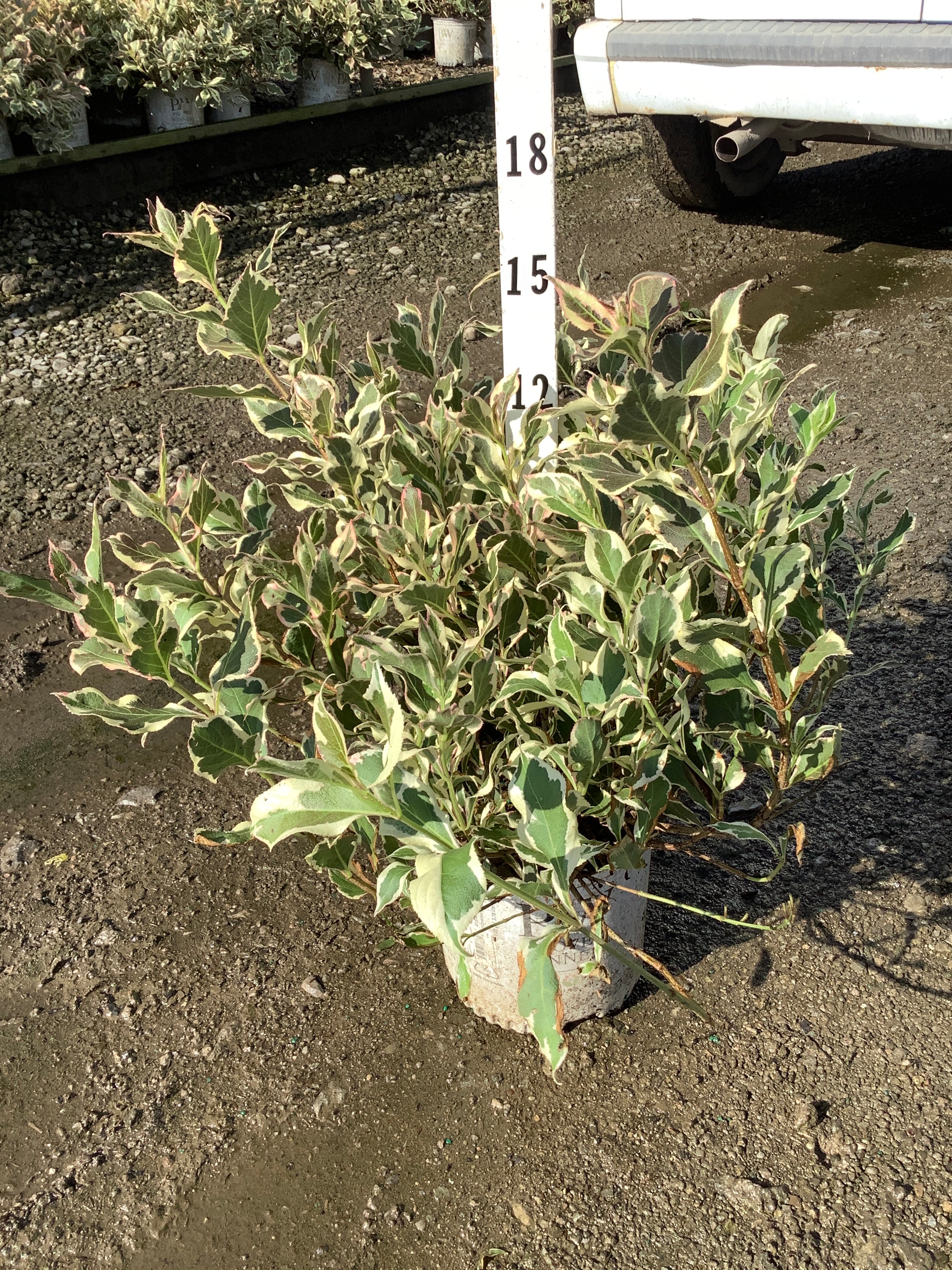 Weigela x 'Verweig'