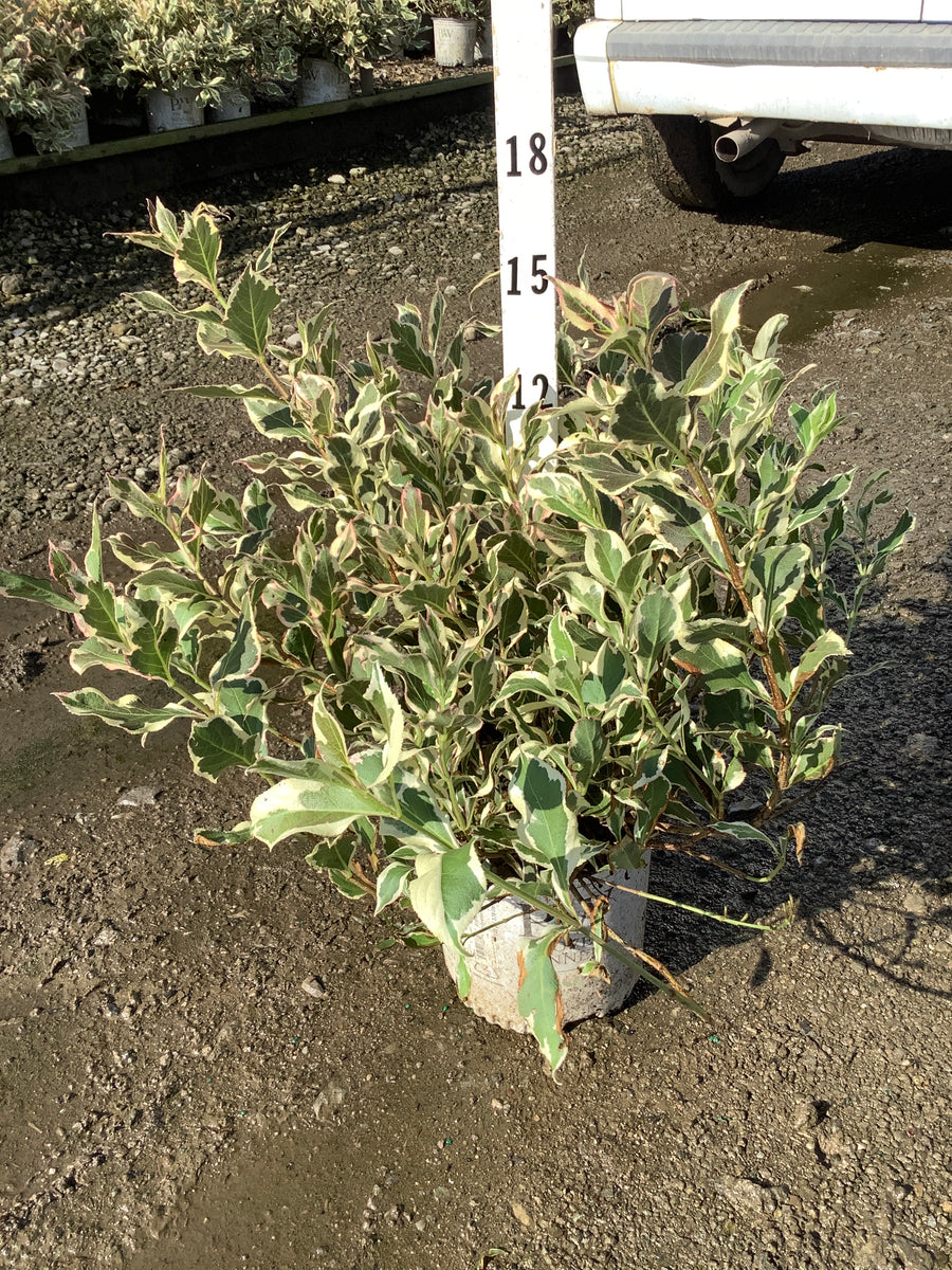 Weigela x 'Verweig'