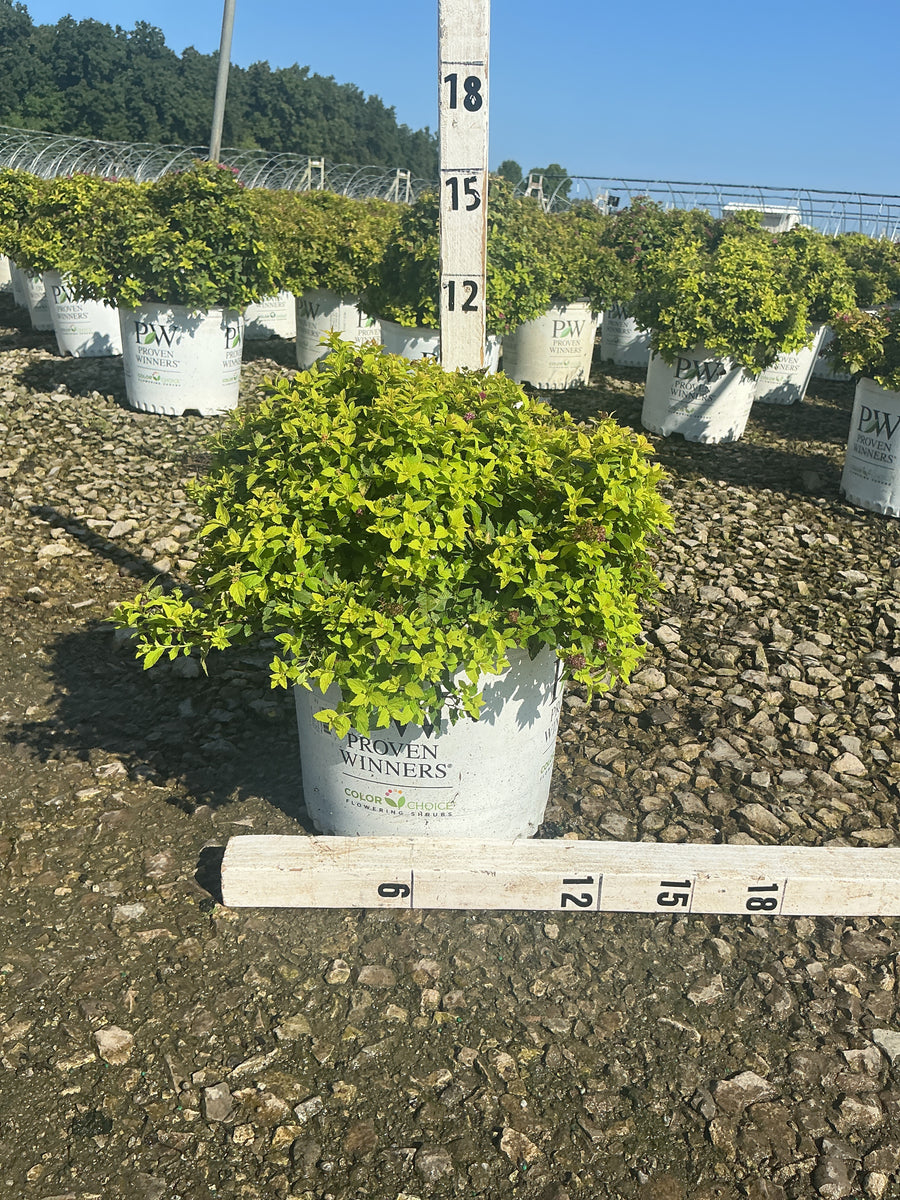 Spiraea japonica 'Yan'