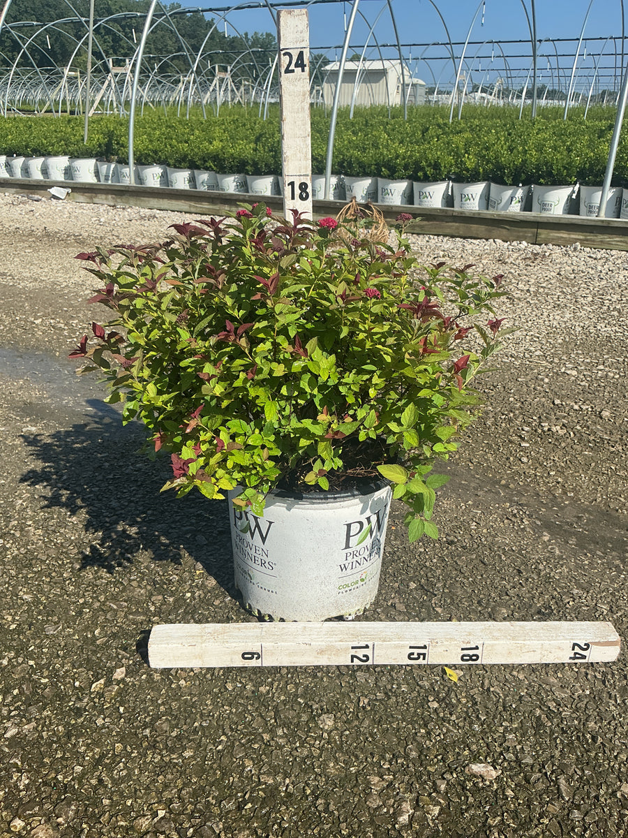 Spiraea JAP 'Dbl Play Doozie'